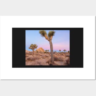 Joshua Trees Sunrise Posters and Art